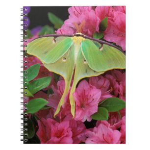 Caderno Espiral EUA, Pensilvânia. Mariposa-luna em clematite rosa