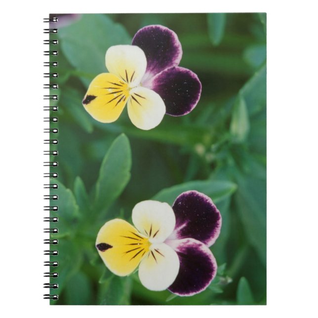 Caderno Espiral EUA, Utah, Cache Valley, Johnny Jump Up (Frente)