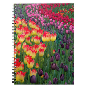 Caderno Espiral EUA, Washington. Tulipas em Flor 2
