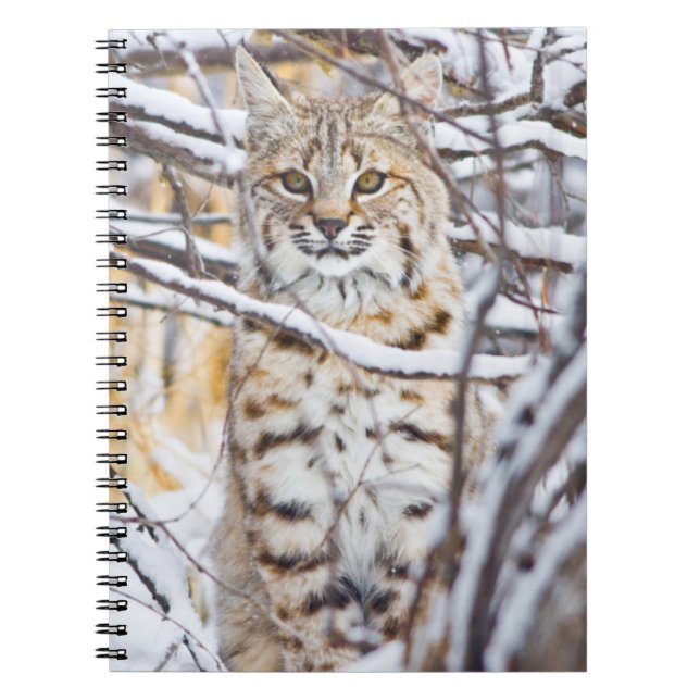 Caderno Espiral EUA, Wyoming, Bobcat (Frente)