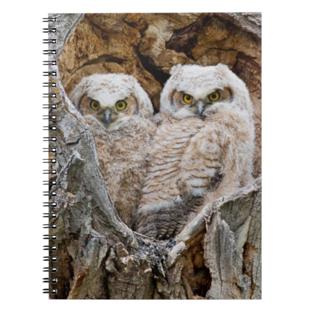 Caderno Espiral EUA, Wyoming, Grand Teton National Park (Frente)