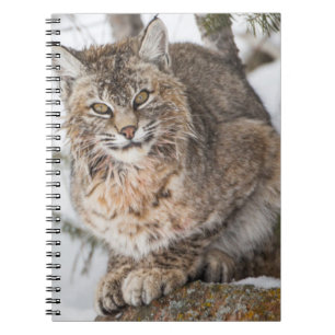 Caderno Espiral EUA, Wyoming, Parque Nacional de Yellowstone, Linc