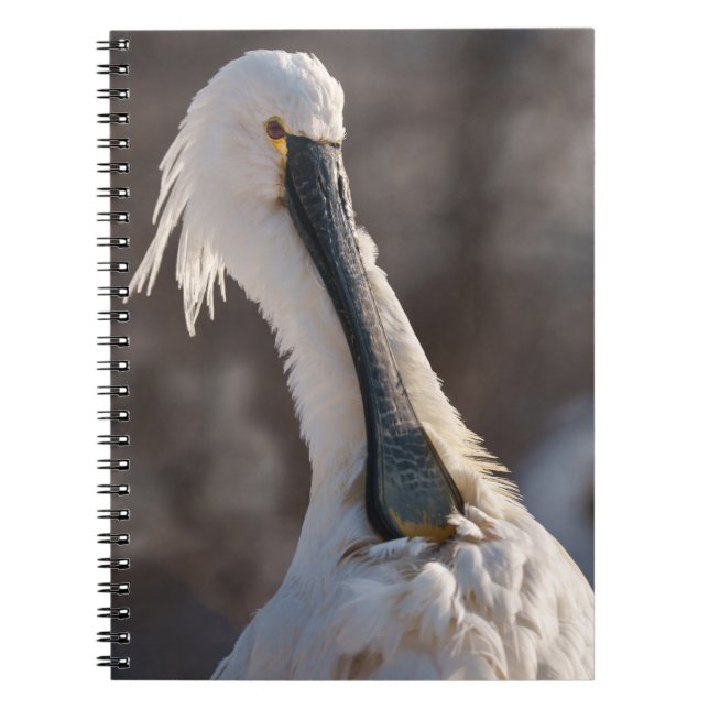 Caderno Espiral Eurasian Spoonbill (Frente)