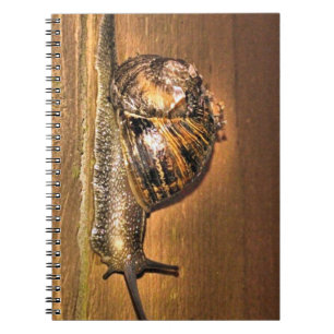 Caderno Espiral Explorador Ligado à Terra - Macro do Caracol no La