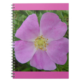 Caderno Espiral F11 Rosa selvagem "Rosa arkansana"