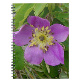 Caderno Espiral F13 Rosa Silvestre de Alberta Rosa Silvestre