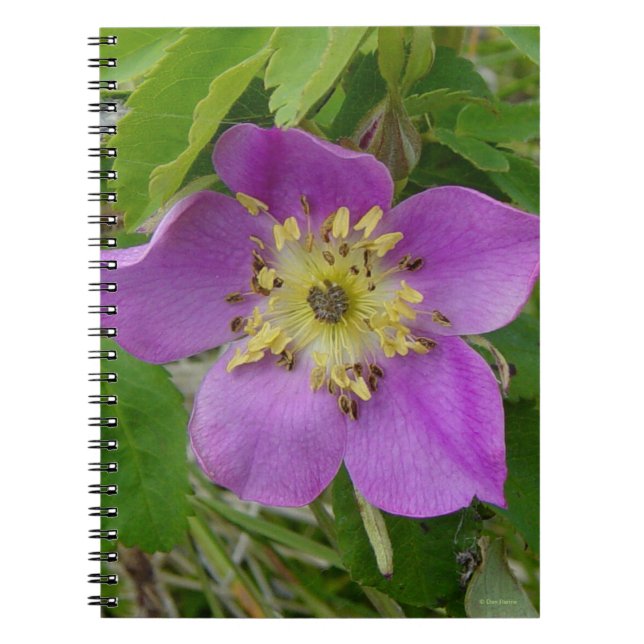 Caderno Espiral F13 Wild Rosa Alberta Wild Rosa (Frente)