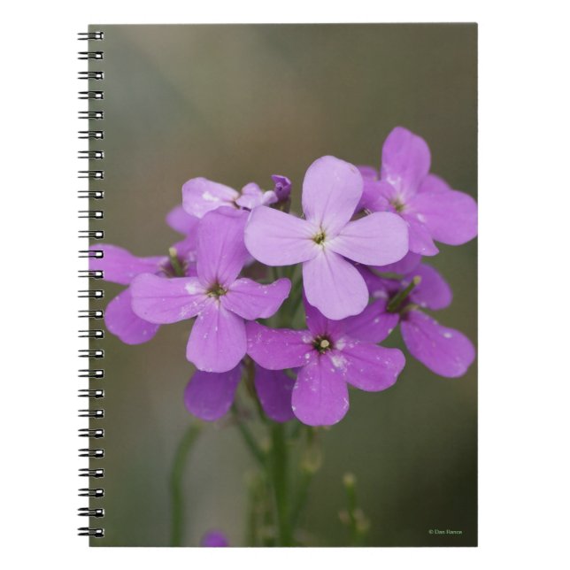Caderno Espiral F19 Flores Silvestres Roxas Dames Rocket (Frente)