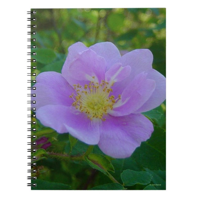 Caderno Espiral F37 Rosa Silvestre (Frente)