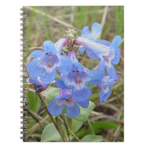 F3 Flores Silvestres Azuis Penstemon Azul Delgado