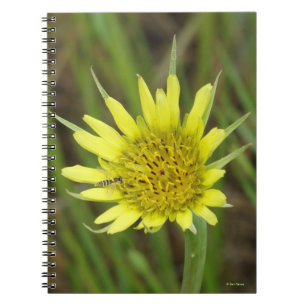 Caderno Espiral F41 Flor Amarela Silvestre Barba de Bode
