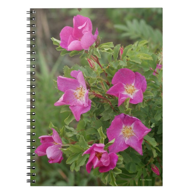 Caderno Espiral F46 Rosas Silvestres (Frente)