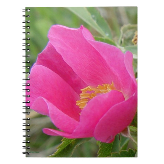 Caderno Espiral F7 Blossum cor-de-rosa brilhante Rosa selvagem (Frente)