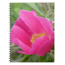 Caderno Espiral F7 Rosa Selvagem Brilhante Flor de Rosa