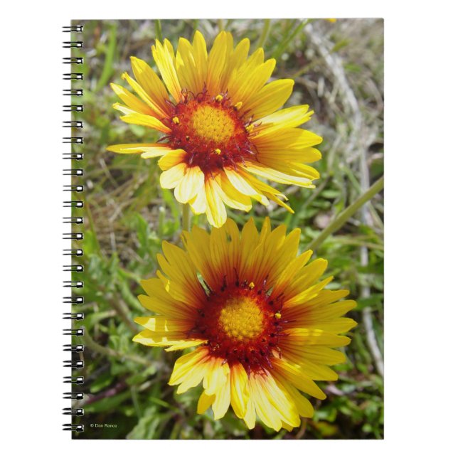 Caderno Espiral F8 Flores Amarelas Gaillardia (Frente)