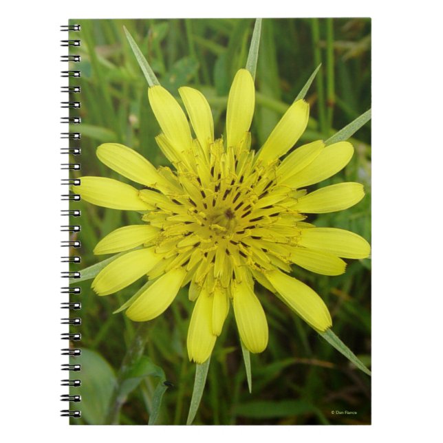 Caderno Espiral F9 Borda Amarela de Goats-Beba Tragopogon dubius (Frente)