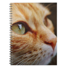 Face determinada de um gengibre