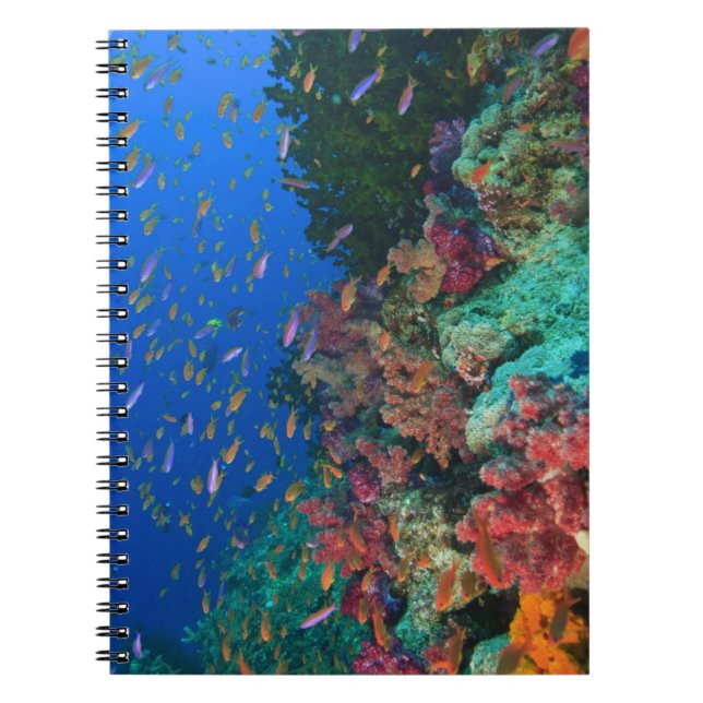 Caderno Espiral Fadas-besugos (Pseudanthias (Frente)