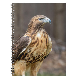 Caderno Espiral Falcão de cauda vermelha no Vale do Hudson