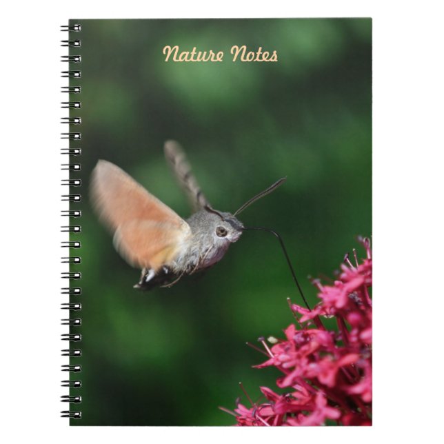Caderno Espiral Falcão-traça do colibri que paira (Frente)