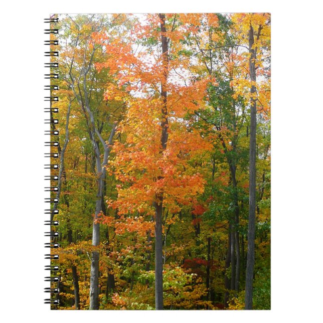 Caderno Espiral Fall Maple Trees Autumn Nature Fotografia (Frente)
