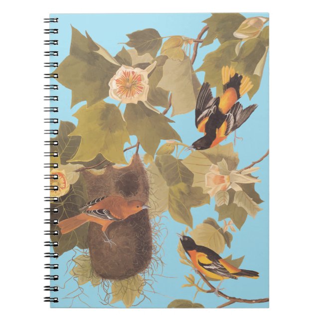 Caderno Espiral Família Baltimore Oriole Audubon Bird com Nest (Frente)