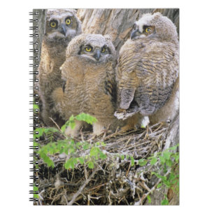 Caderno Espiral Família de filhotes de coruja-real (Bubo virginian