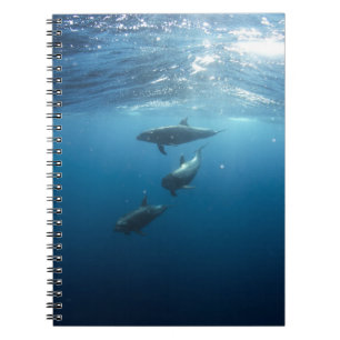 Caderno Espiral Família de golfinhos submarinos