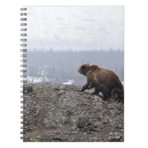 CADERNO ESPIRAL FAMÍLIA DE URSOS NO YELLOWSTONE