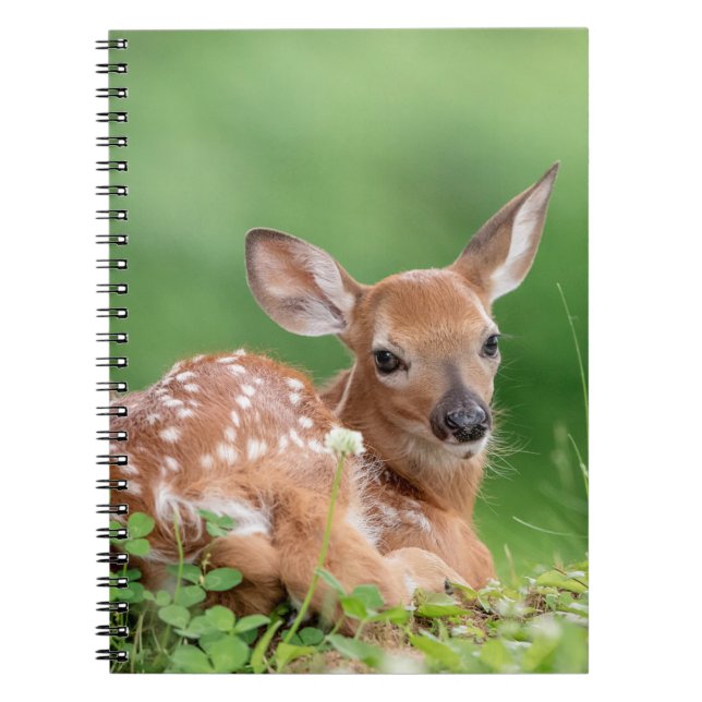 Caderno Espiral Fawn Adorável deitada debaixo de uma árvore (Frente)