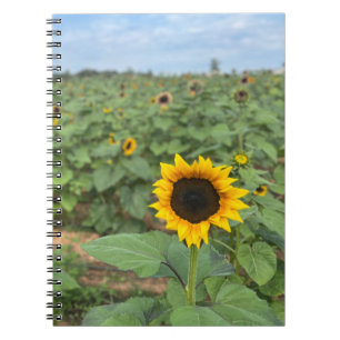 Caderno Espiral Fazenda de Fotografia do Campo de Girassol