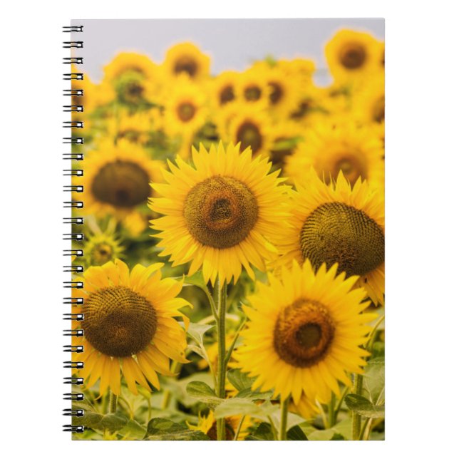Caderno Espiral Fazendas | Um Campo De Girassol (Frente)