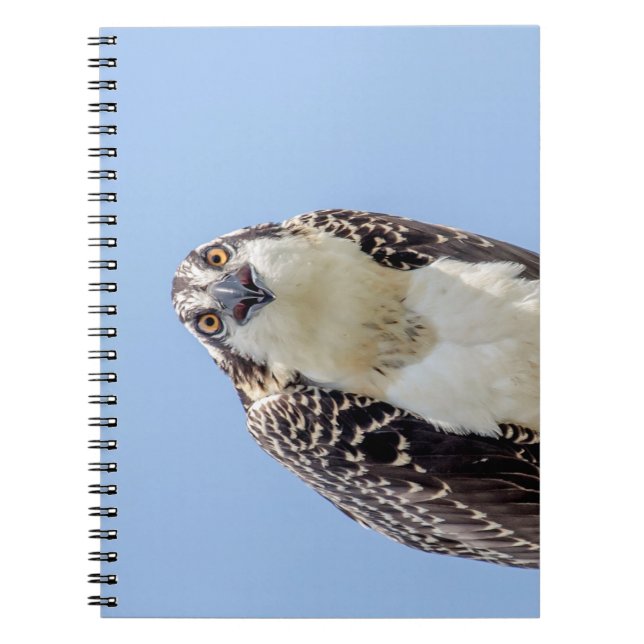 Caderno Espiral Fechamento de um Osprey Juvenil (Frente)