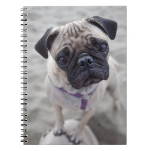Caderno Espiral Fechamento do Pug