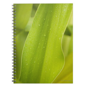 Caderno Espiral Feche acima da folha tropical molhada
