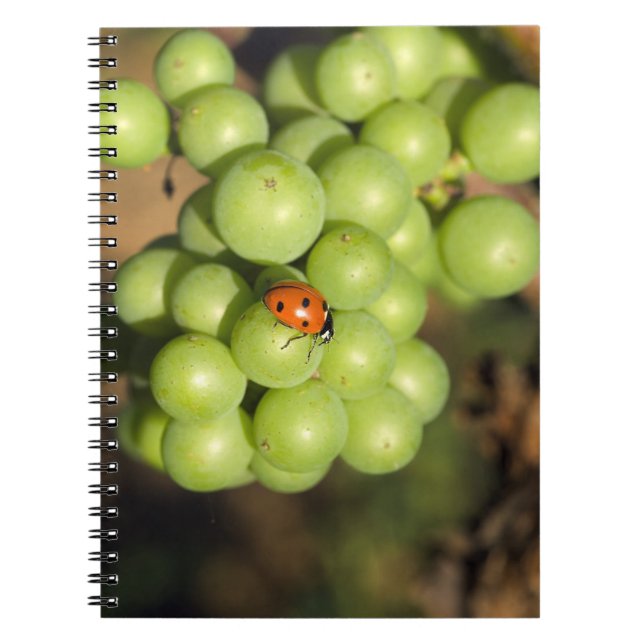 Caderno Espiral Feche o inseto da senhora na uva Pinot Noir verde (Frente)