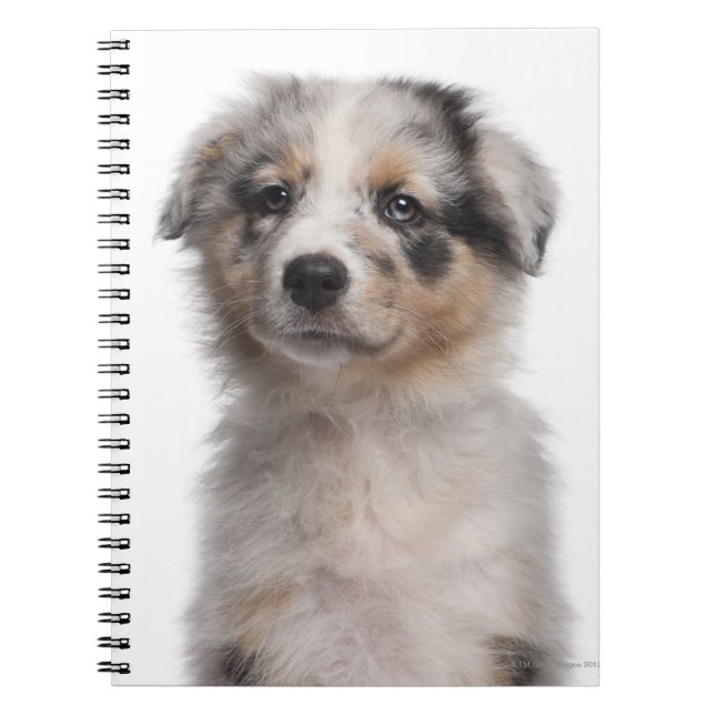 Caderno Espiral Fecho de filhote de Shepherd australiano Blue Merl (Frente)