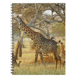 Caderno Espiral Fêmea adulta e girafa jovem, Giraffa