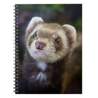 Caderno Espiral Ferret