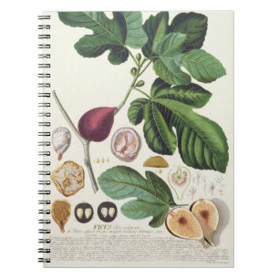 Caderno Espiral Figo, gravado por 1704-67) placas de Johann Jakob