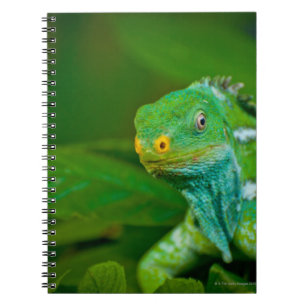 Caderno Espiral Fiji crested a iguana, parque de Kula Eco, Viti