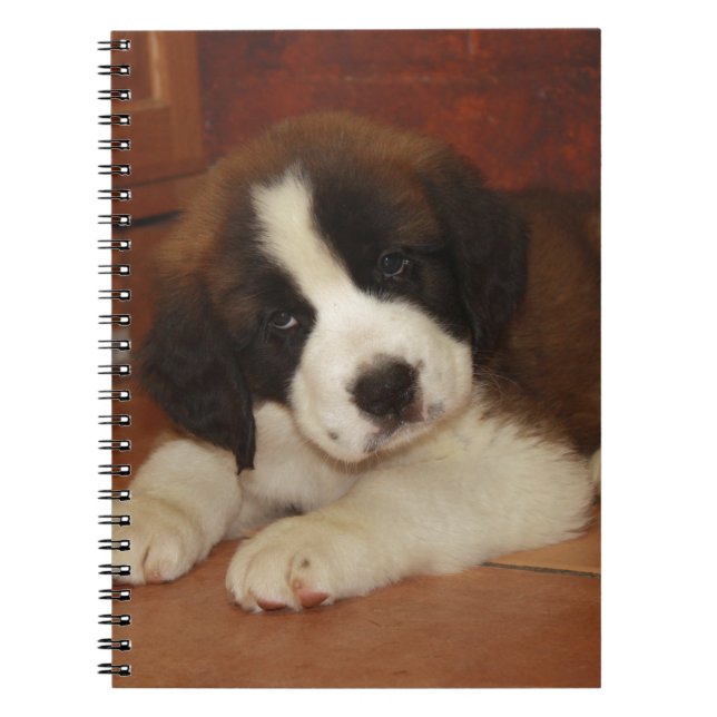 Caderno Espiral Filhote de cachorro adorável e doce de St Bernard (Frente)