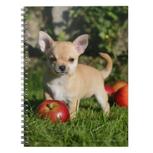 Caderno Espiral Filhote de cachorro da chihuahua com maçãs