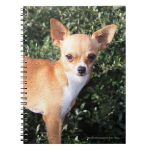 Caderno Espiral Filhote de cachorro da chihuahua do Teacup