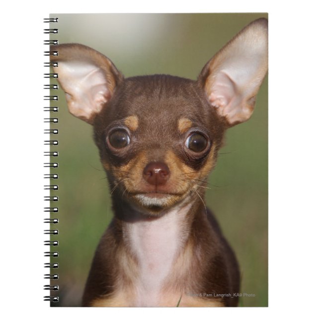 Caderno Espiral Filhote de cachorro da chihuahua que olha a câmera (Frente)