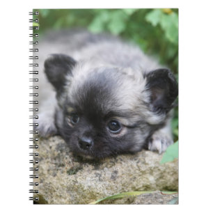 Caderno Espiral Filhote de cachorro de cabelos compridos da