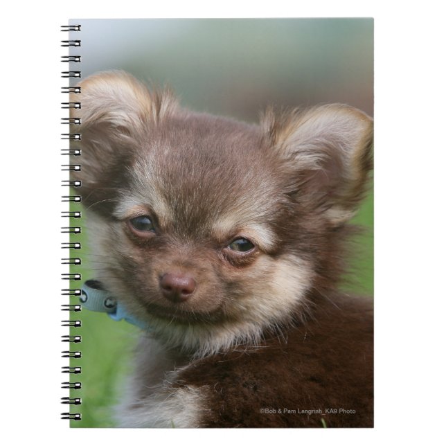 Caderno Espiral Filhote de cachorro de cabelos compridos da (Frente)