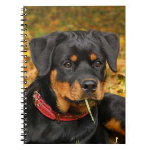 Caderno Espiral Filhote de cachorro de Rottweiler que encontra-se