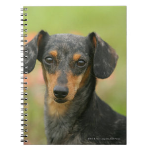 Caderno Espiral filhote de cachorro diminuto Liso-de cabelo do