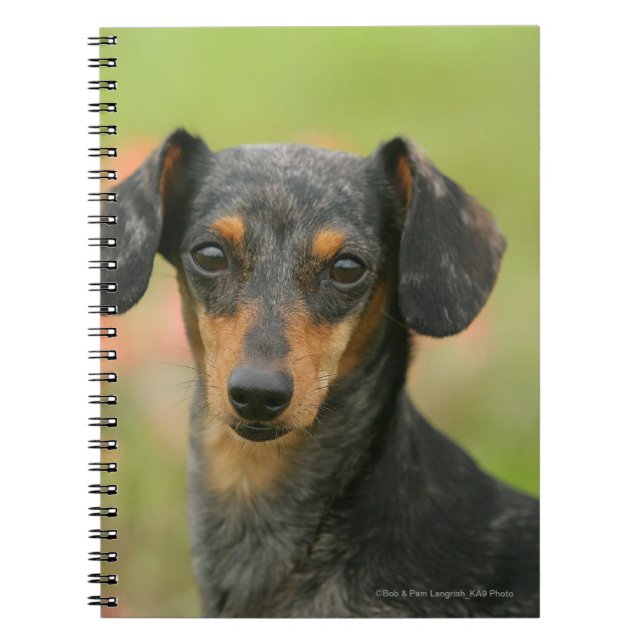 Caderno Espiral filhote de cachorro diminuto Liso-de cabelo do (Frente)